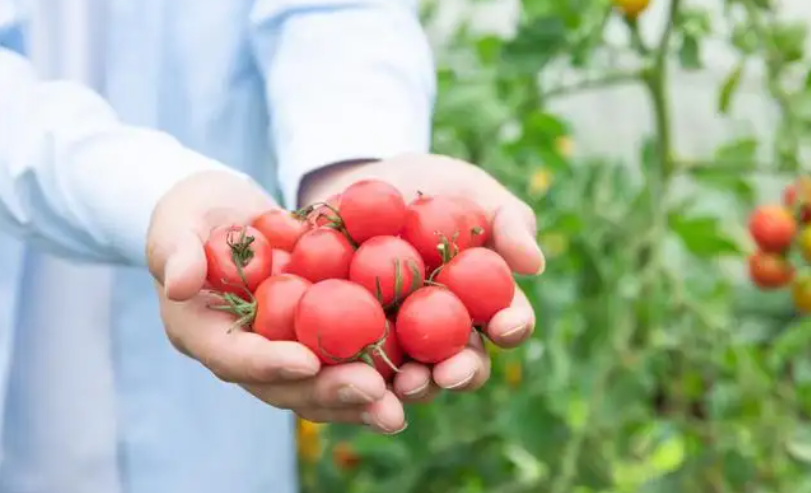 美菜网打造购菜新体验，自建物流配送系统更加便捷