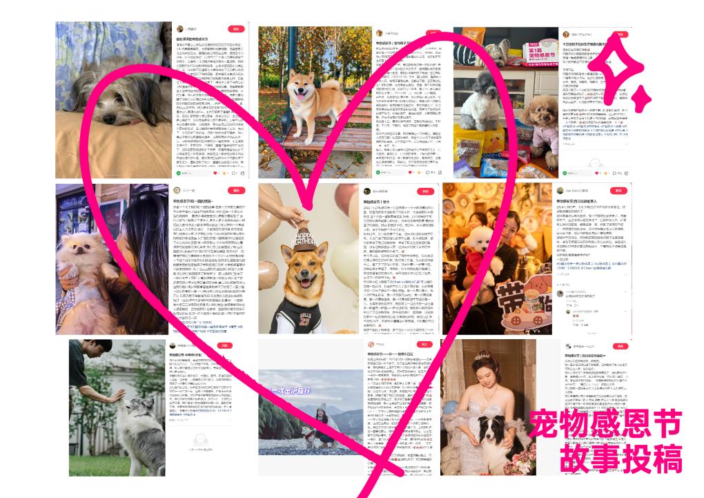 ​约翰农场&中国小动物保护协会联袂呈现：第一届宠物感恩节圆满落幕