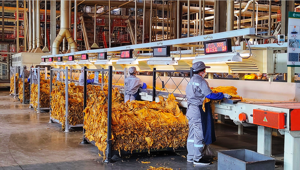 六月挚诚守候 今时金黄繁忙